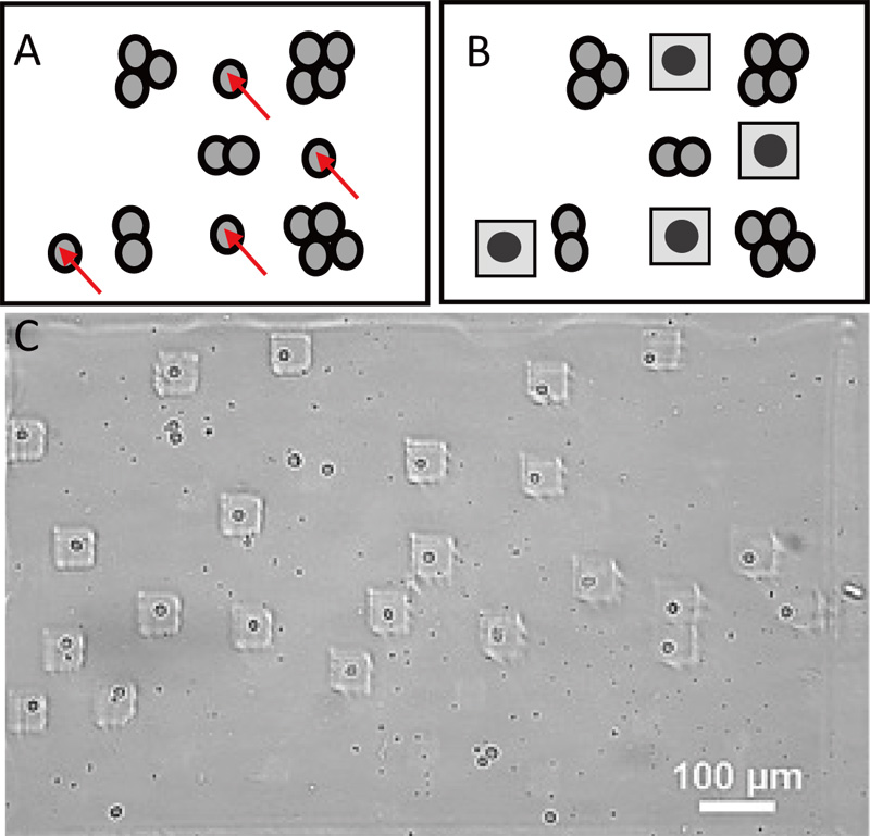 Image-based gel encapsulation of suspended single cells