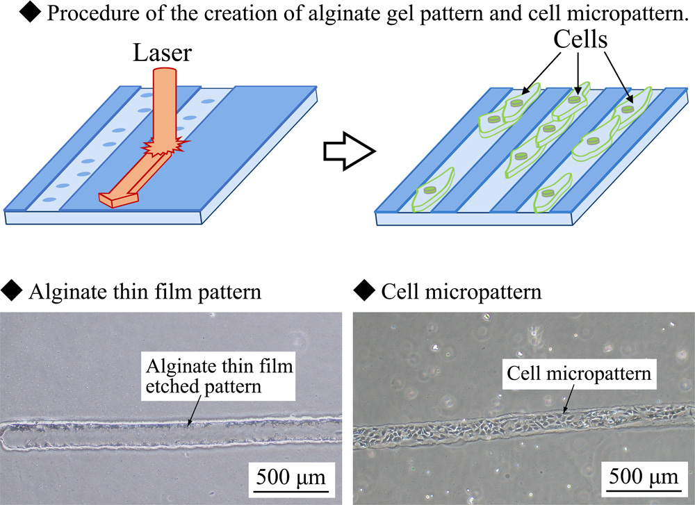 Procedure of gel and cell micropattern