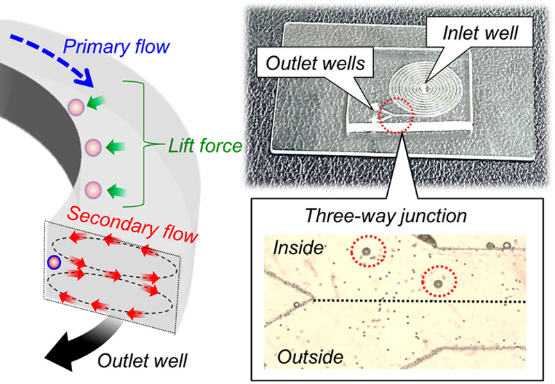 Image of particle sorting using a spiral microfluidic device