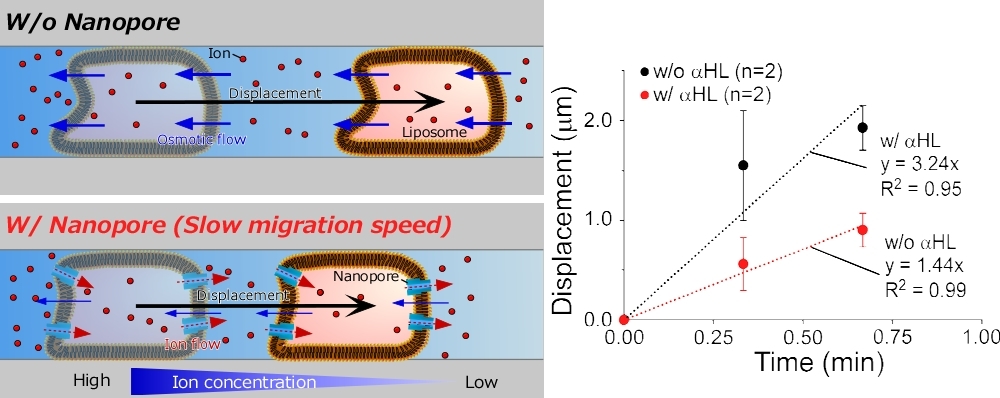 Liposome migration with and without biological nanopores