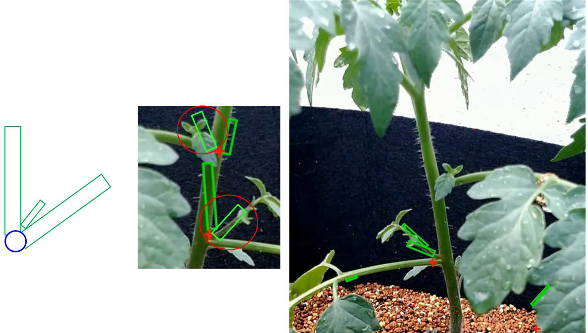 Detection of branch points and identification of each axillary bud