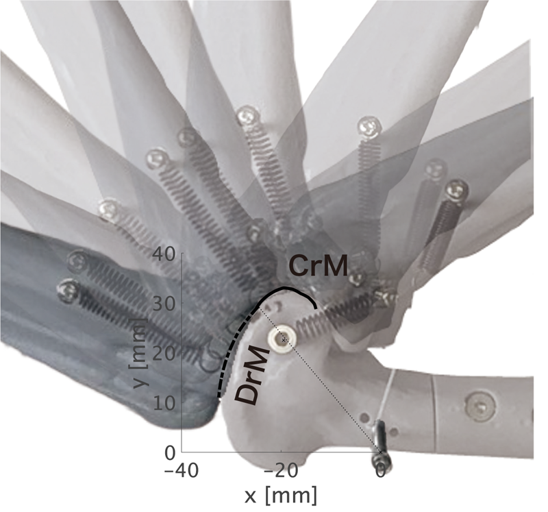 Cam surface and intertarsal joint motion