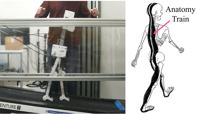 Quasi-passive walker utilizing anatomy train