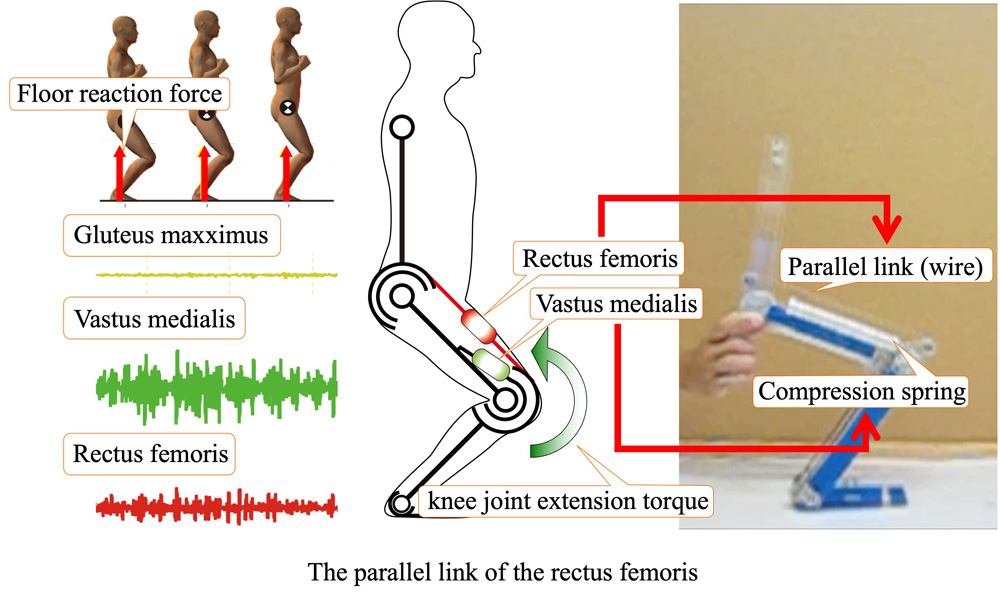 The parallel link of the rectus femoris