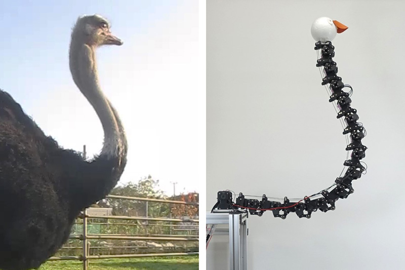 Real ostrich and hybrid RobOstrich manipulator