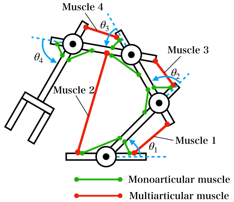 Musculoskeletal system with multi-articular muscles