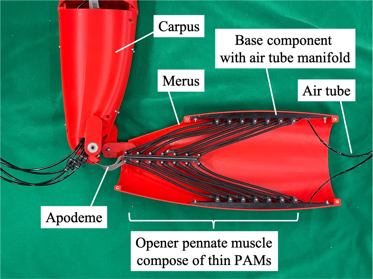 Crab-inspired exoskeletal leg robot with thin PAMs